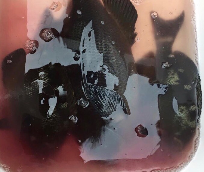 1558422481642.jpg